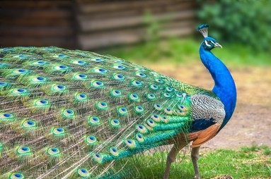 Peacock Tail: изображения, стоковые фотографии и векторная графика |  Shutterstock